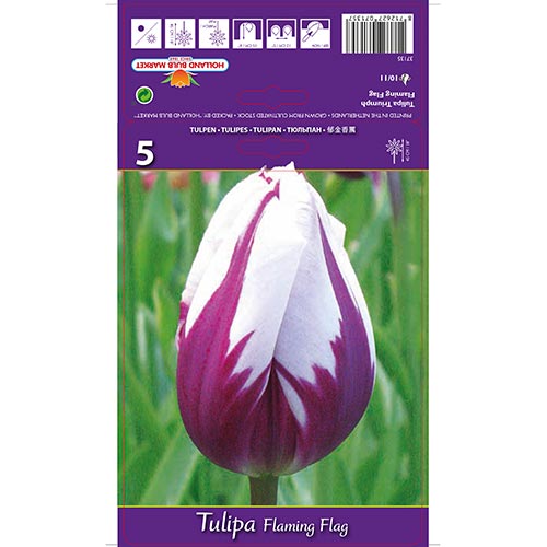 Tulipán Flaming Flag termék fotó 1 Tulipán Flaming Flag kép 1 termék 68113
