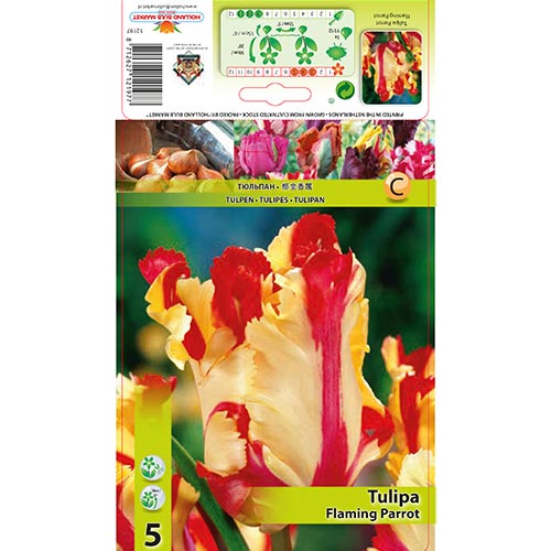 Tulipán Flaming Parrot kép 1 termék 67853