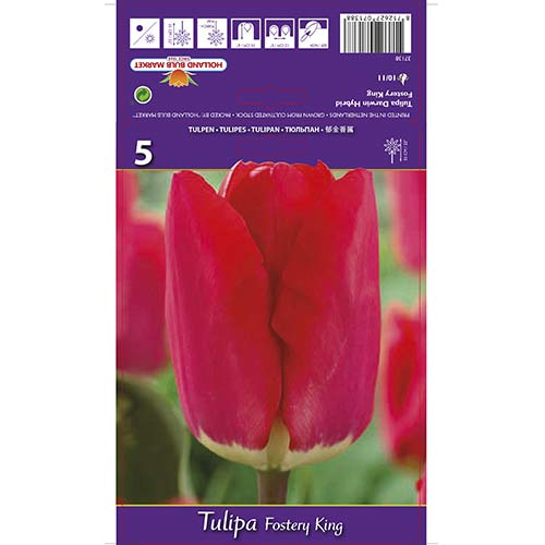 Tulipán Fostery King kép 1 termék 67856