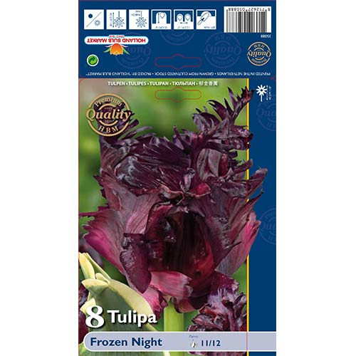 Tulipán Frozen Night termék fotó 1 Tulipán Frozen Night kép 1 termék 67859