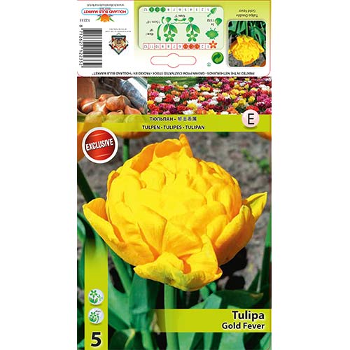 Tulipán Gold Fever kép 1 termék 68128