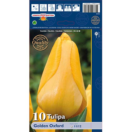Tulipán Golden Oxford kép 1 termék 70248