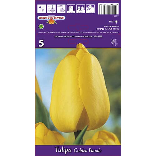 Tulipán Golden Parade kép 1 termék 67715