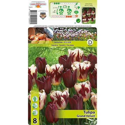 Tulipan Grand Velvet színkeverék kép 1 termék 68033