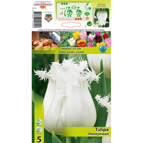 Tulipán Honeymoon kép 1 termék 68078