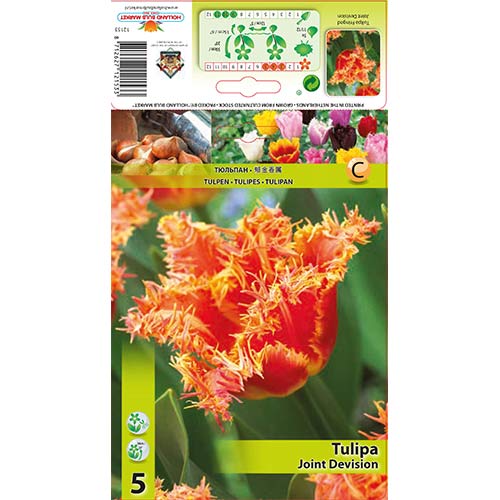 Tulipán Joint Devision kép 1 termék 70290