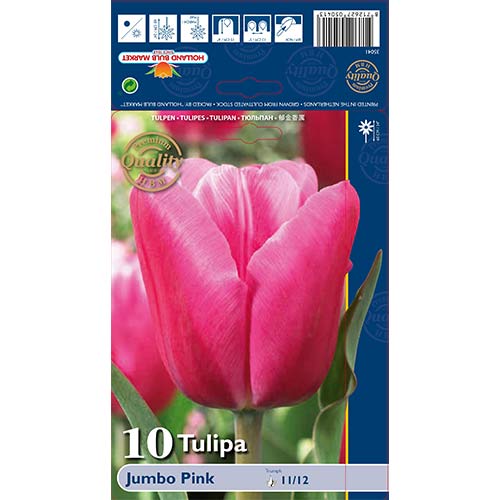 Tulipán Jumbo Pink kép 1 termék 67726