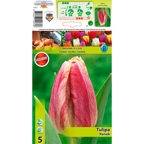 Tulipan Kanok kép 1 termék 68407