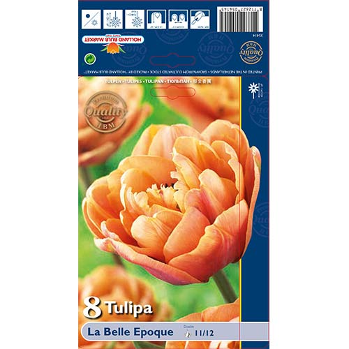 Tulipán La Belle Epoque kép 1 termék 70254