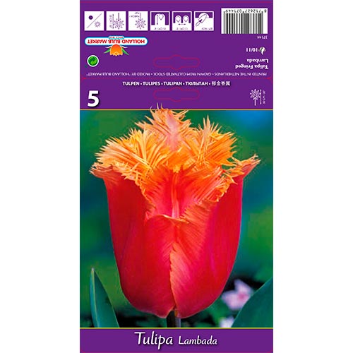 Tulipán Lambada kép 1 termék 68105