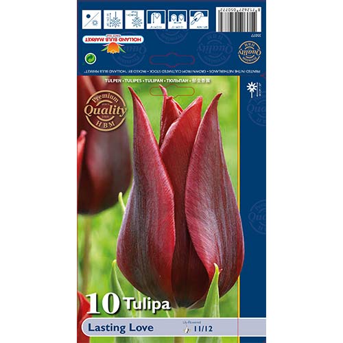 Tulipán Lasting Love kép 1 termék 68035