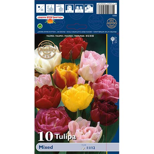 Tulipán Late Mixed kép 1 termék 68037