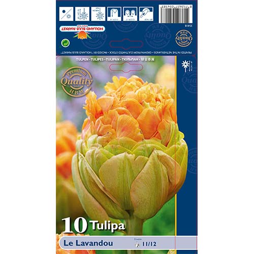 Tulipán Le Lavendou kép 1 termék 68036