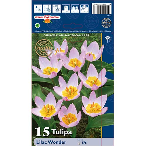Tulipán Lilac Wonder kép 1 termék 67751