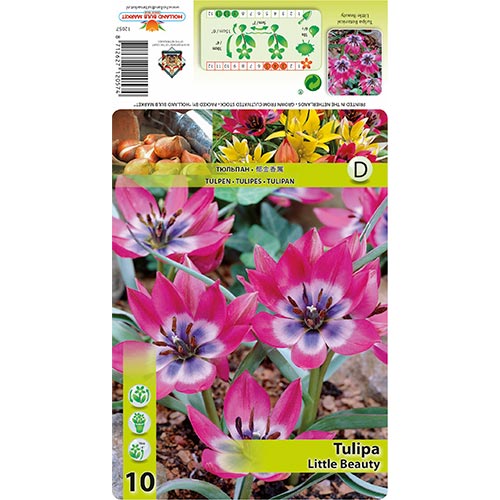 Tulipán Little Beauty termék fotó 1 Tulipán Little Beauty kép 1 termék 67499