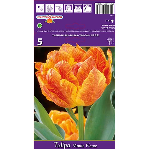 Tulipán Monte Flame kép 1 termék 67777