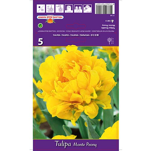 Tulipán Monte Peony termék fotó 1 Tulipán Monte Peony kép 1 termék 67775