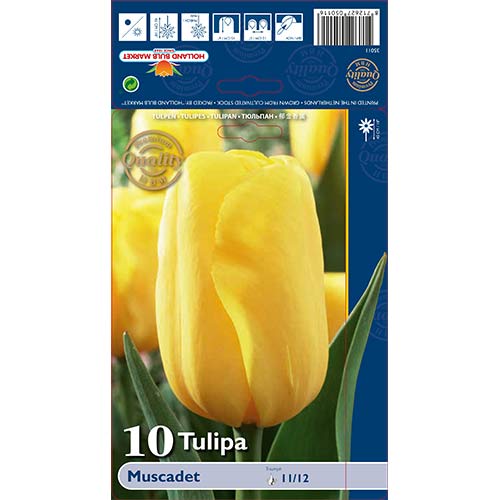 Tulipán Muscadet kép 1 termék 68043