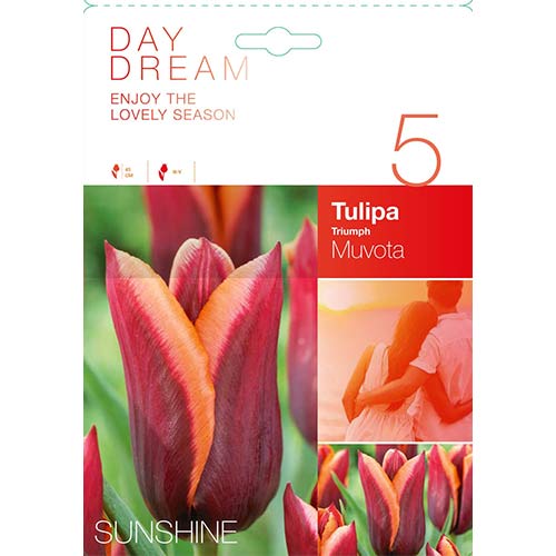 Tulipán Muvota termék fotó 1 Tulipán Muvota kép 1 termék 67778