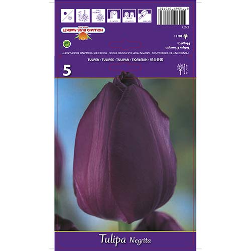Tulipán Negrita kép 1 termék 67842
