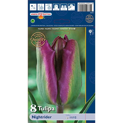 Tulipán Night Rider kép 1 termék 68044