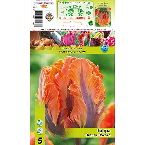 Tulipán Orange Rococo kép 1 termék 67784