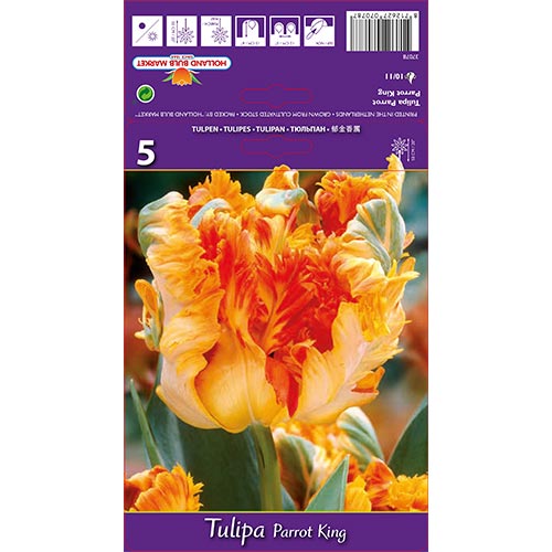Tulipán Parrot King kép 1 termék 67801