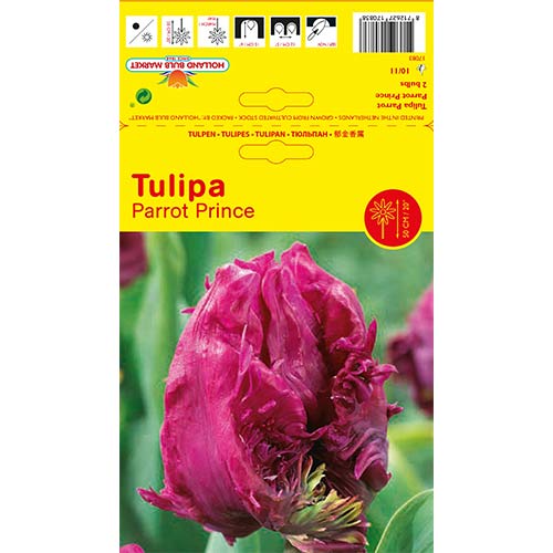 Tulipán Parrot Prince termék fotó 1 Tulipán Parrot Prince kép 1 termék 68093