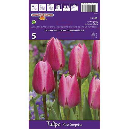 Tulipán Pink Surprise termék fotó 1 Tulipán Pink Surprise kép 1 termék 67795