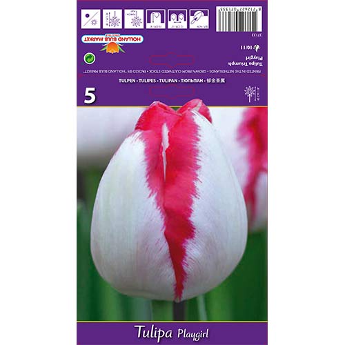 Tulipán Playgirl termék fotó 1 Tulipán Playgirl kép 1 termék 67796