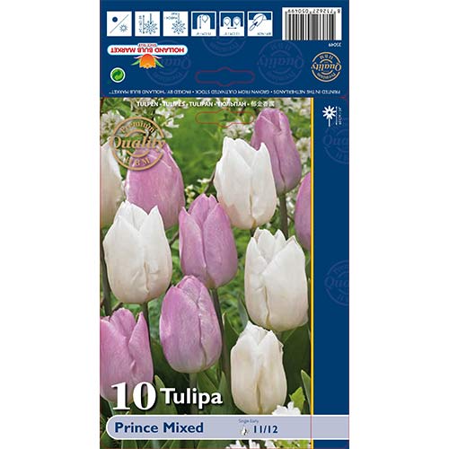 Tulipán Prince, mix kép 1 termék 68051