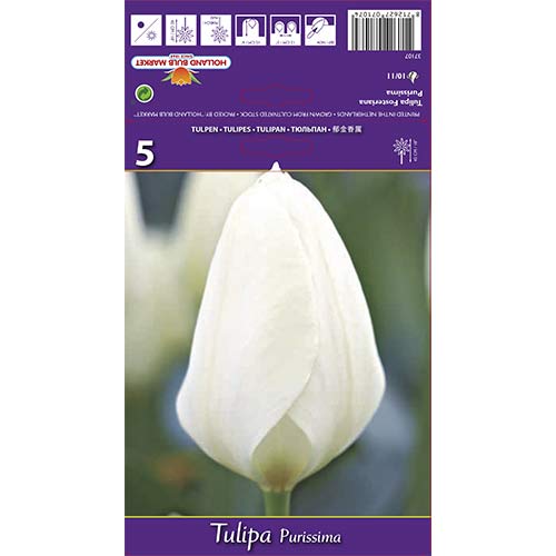 Tulipán Purissima kép 1 termék 68111