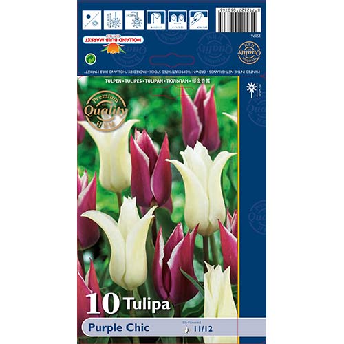 Tulipan Purple Chic, színkeverék kép 1 termék 68046