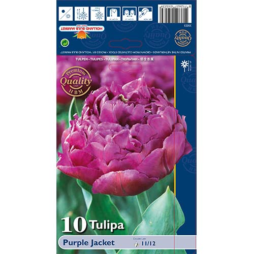 Tulipán Purple Jacket kép 1 termék 68040