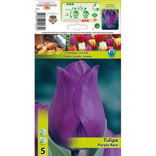 Tulipán Purple Rain kép 1 termék 67792