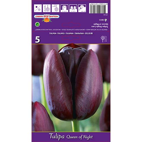 Tulipán Queen of Night termék fotó 1 Tulipán Queen of Night kép 1 termék 67741