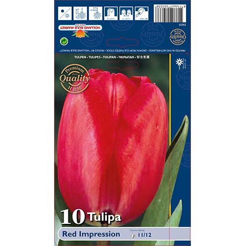Tulipán Red Impression termék fotó 1 Tulipán Red Impression kép 1 termék 67813