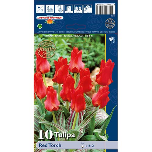 Tulipán Red Torch kép 1 termék 67814