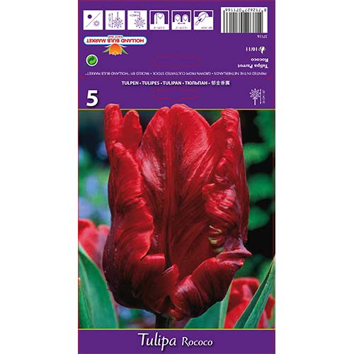 Tulipán Rococo Parrot kép 1 termék 67817