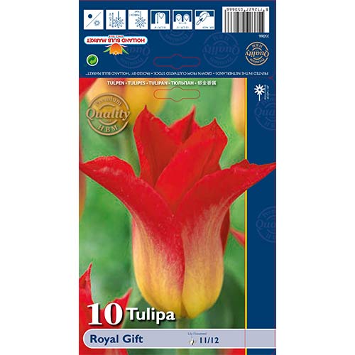 Tulipán Royal Gift kép 1 termék 67820