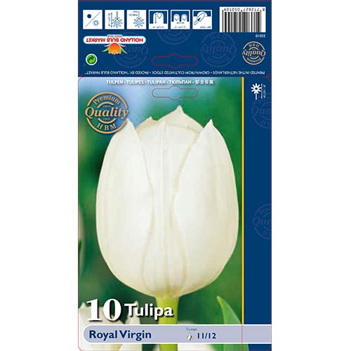 Tulipán Royal Virgin termék fotó 1 Tulipán Royal Virgin kép 1 termék 67819