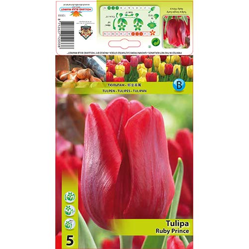 Tulipán Ruby Prince kép 1 termék 68086