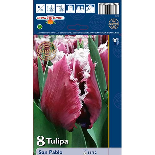 Tulipán San Pablo termék fotó 1 Tulipán San Pablo kép 1 termék 67826