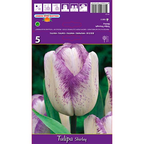 Tulipán Shirley kép 1 termék 68114