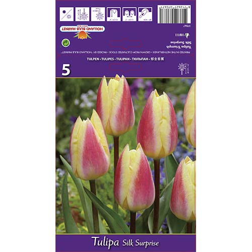 Tulipán Silk Surprise kép 1 termék 68117