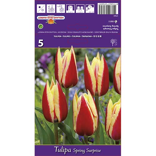 Tulipán Spring Surprise kép 1 termék 68112