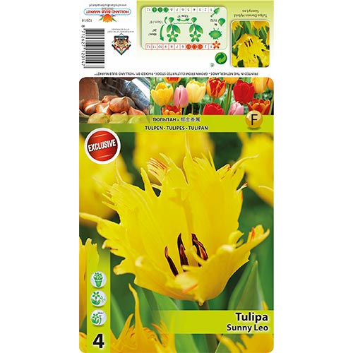 Tulipán Sunny Leo kép 1 termék 68400