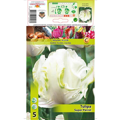 Tulipán Super Parrot termék fotó 1 Tulipán Super Parrot kép 1 termék 67802