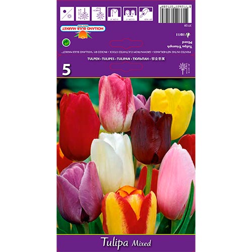 Tulipán Triumph, mix kép 1 termék 67846