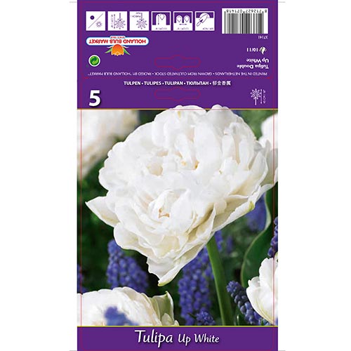 Tulipán Up White termék fotó 1 Tulipán Up White kép 1 termék 67768